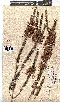 Erica plukenetii image