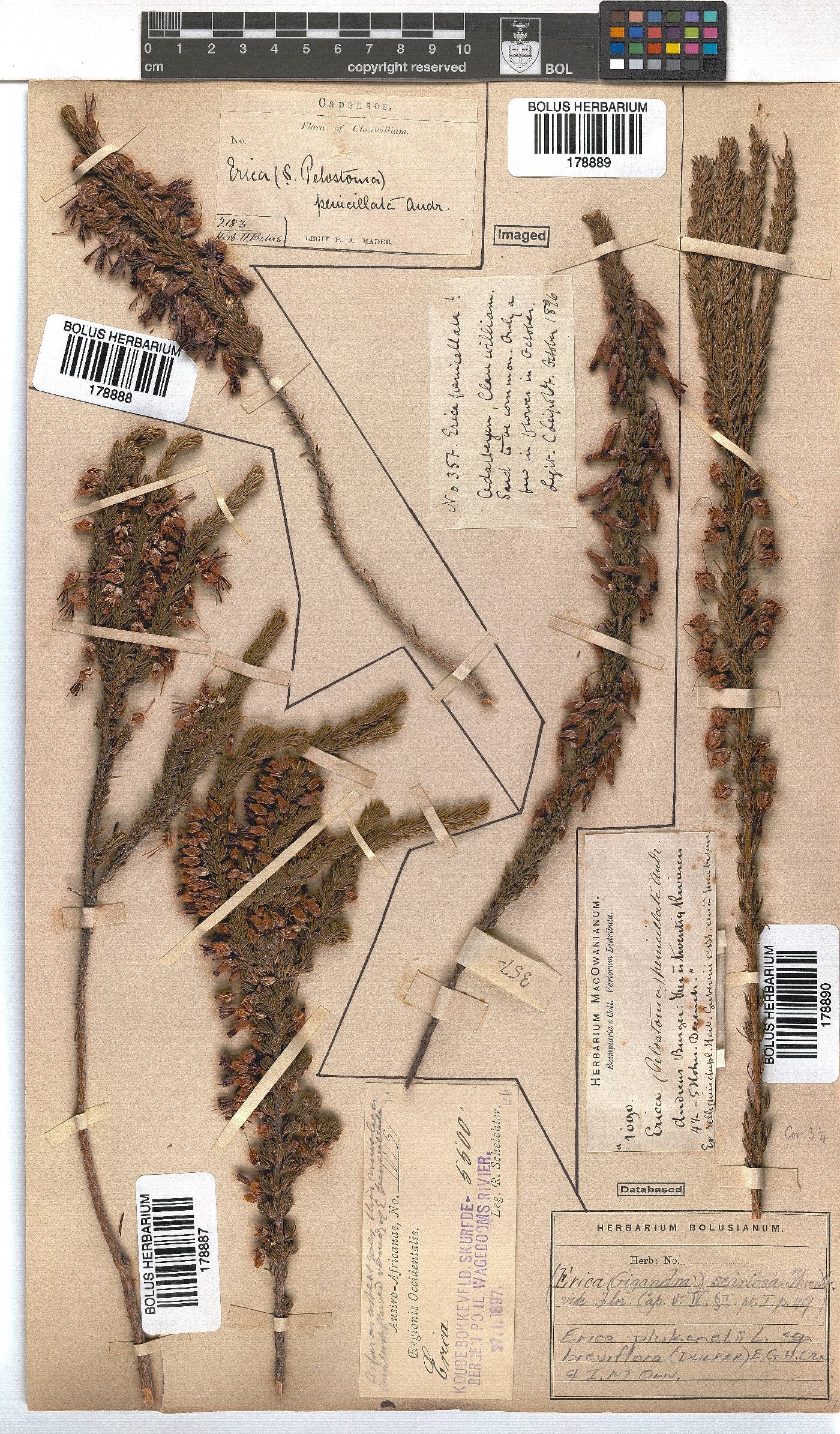 Erica plukenetii image