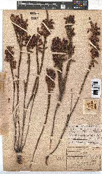 Erica plukenetii image