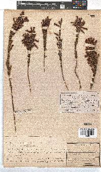 Erica plukenetii image