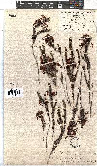 Erica plukenetii image