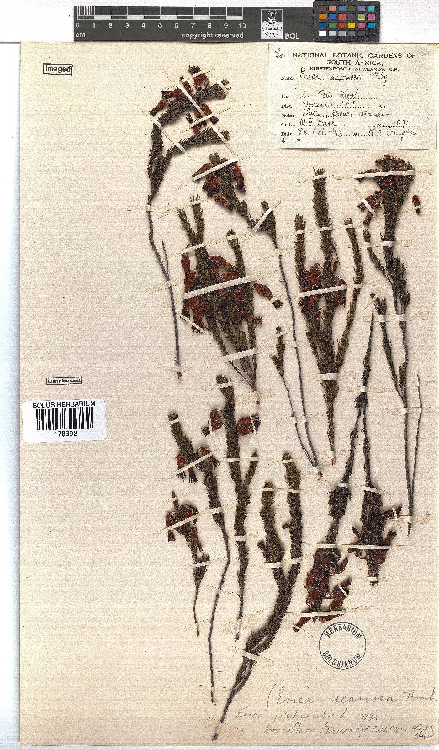 Erica plukenetii image