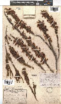 Erica plukenetii image