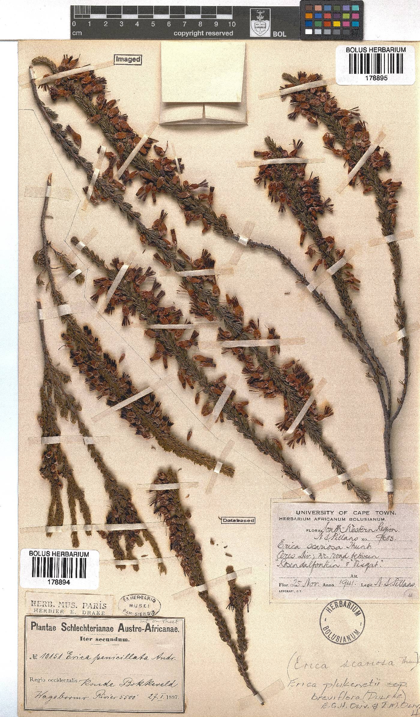 Erica plukenetii subsp. breviflora image