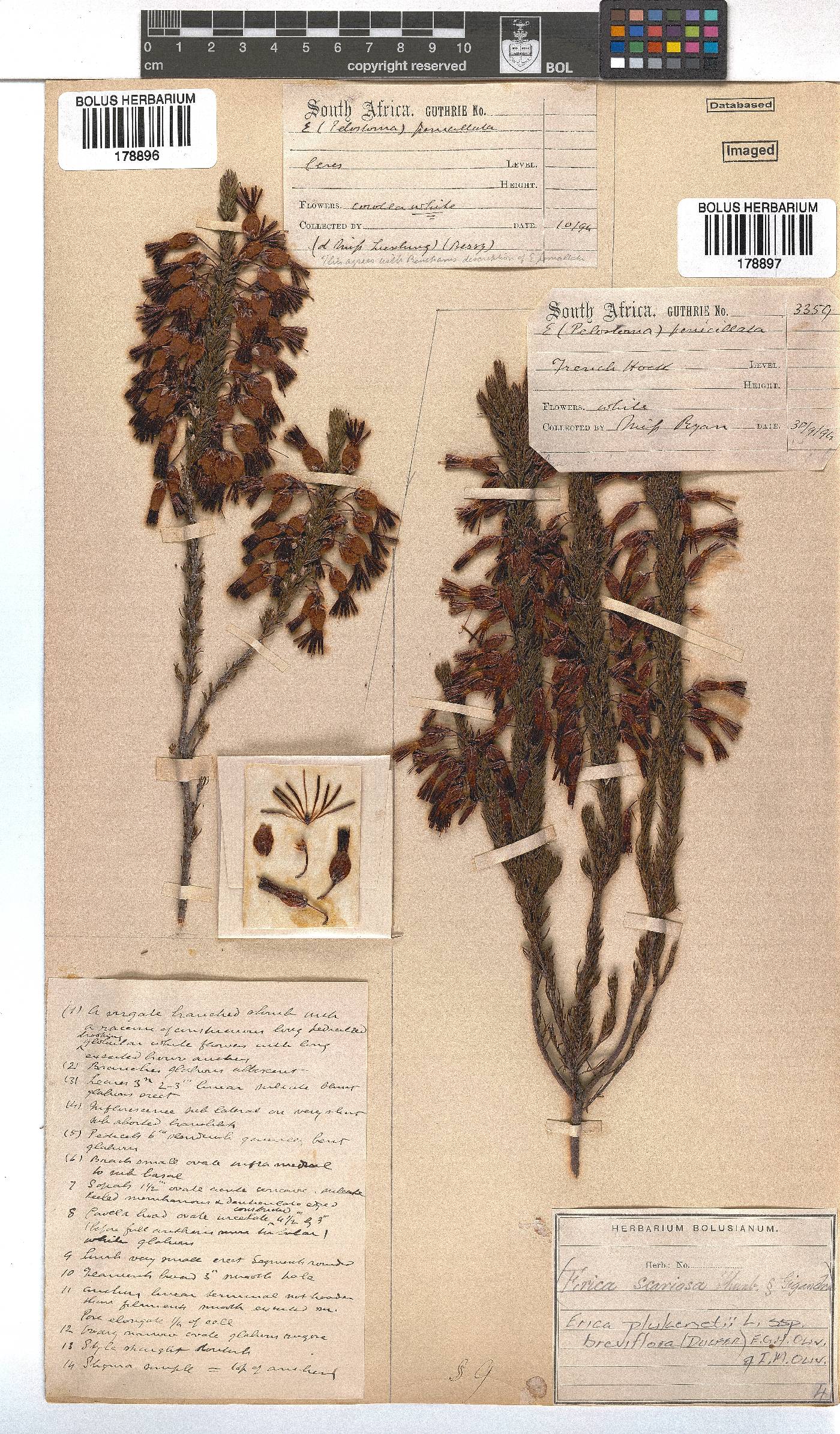 Erica plukenetii subsp. breviflora image