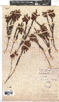 Erica plukenetii image