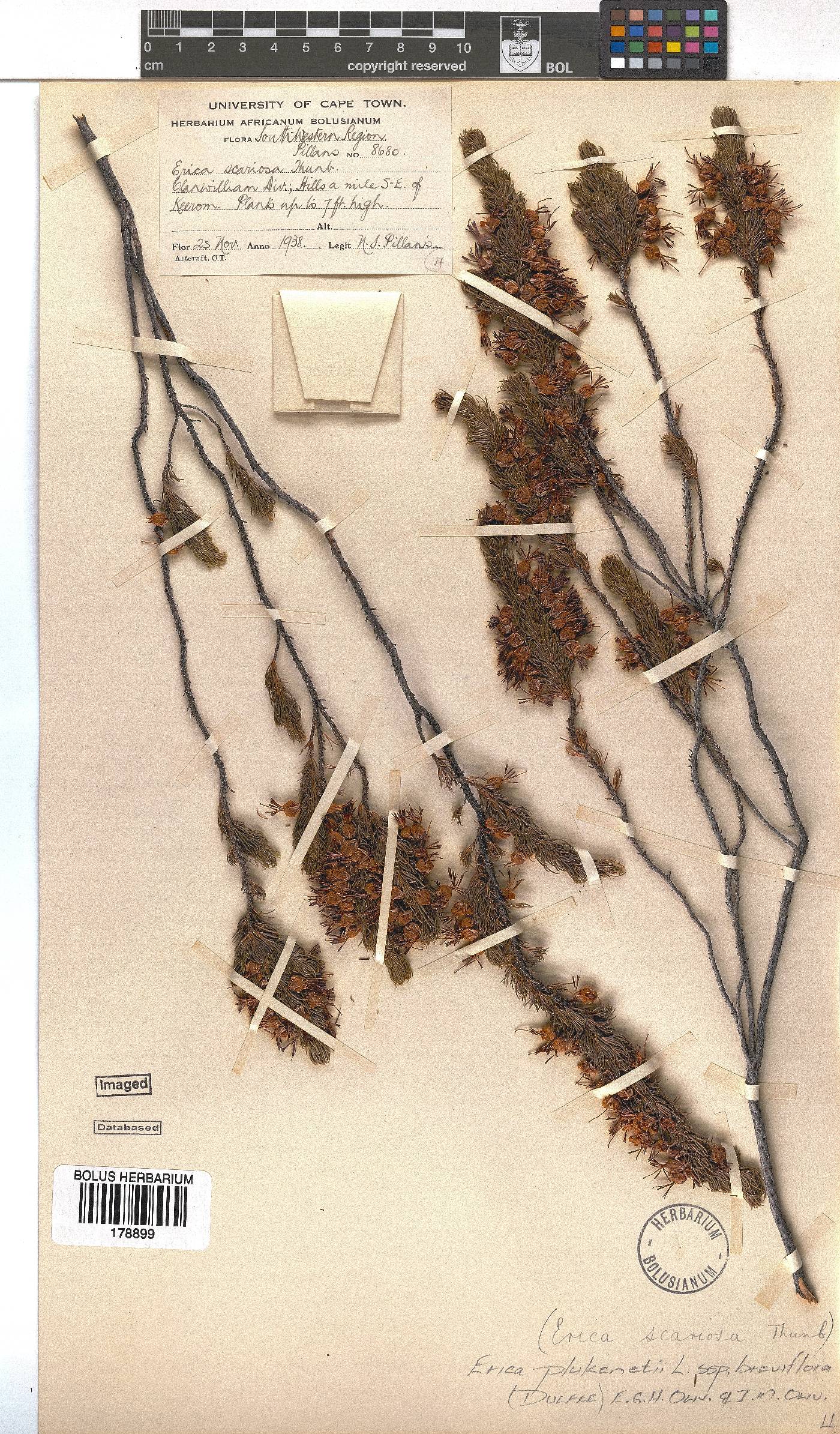 Erica plukenetii subsp. breviflora image