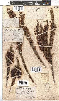 Erica plukenetii image