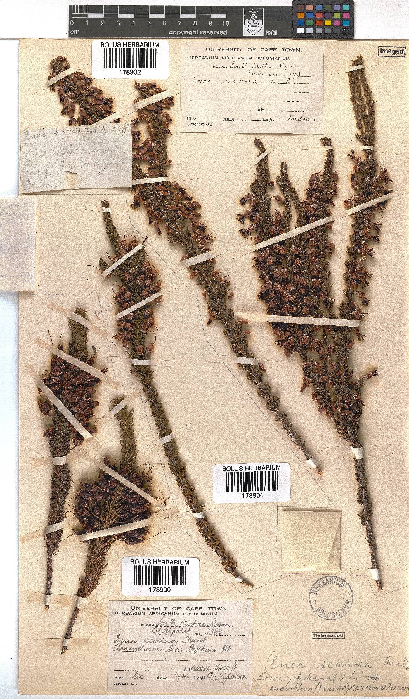 Erica plukenetii subsp. breviflora image