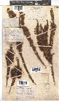 Erica plukenetii image