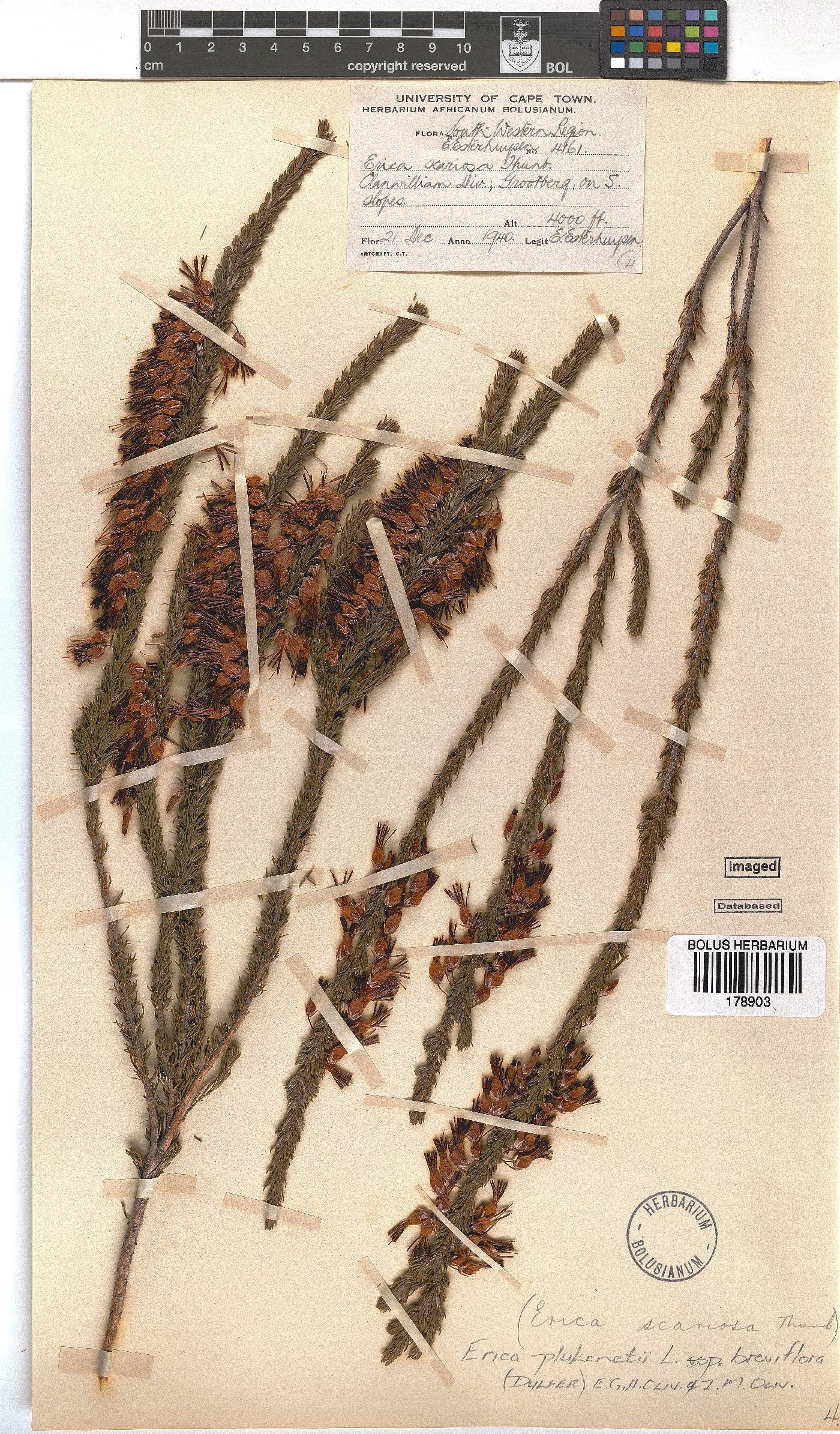 Erica plukenetii subsp. breviflora image