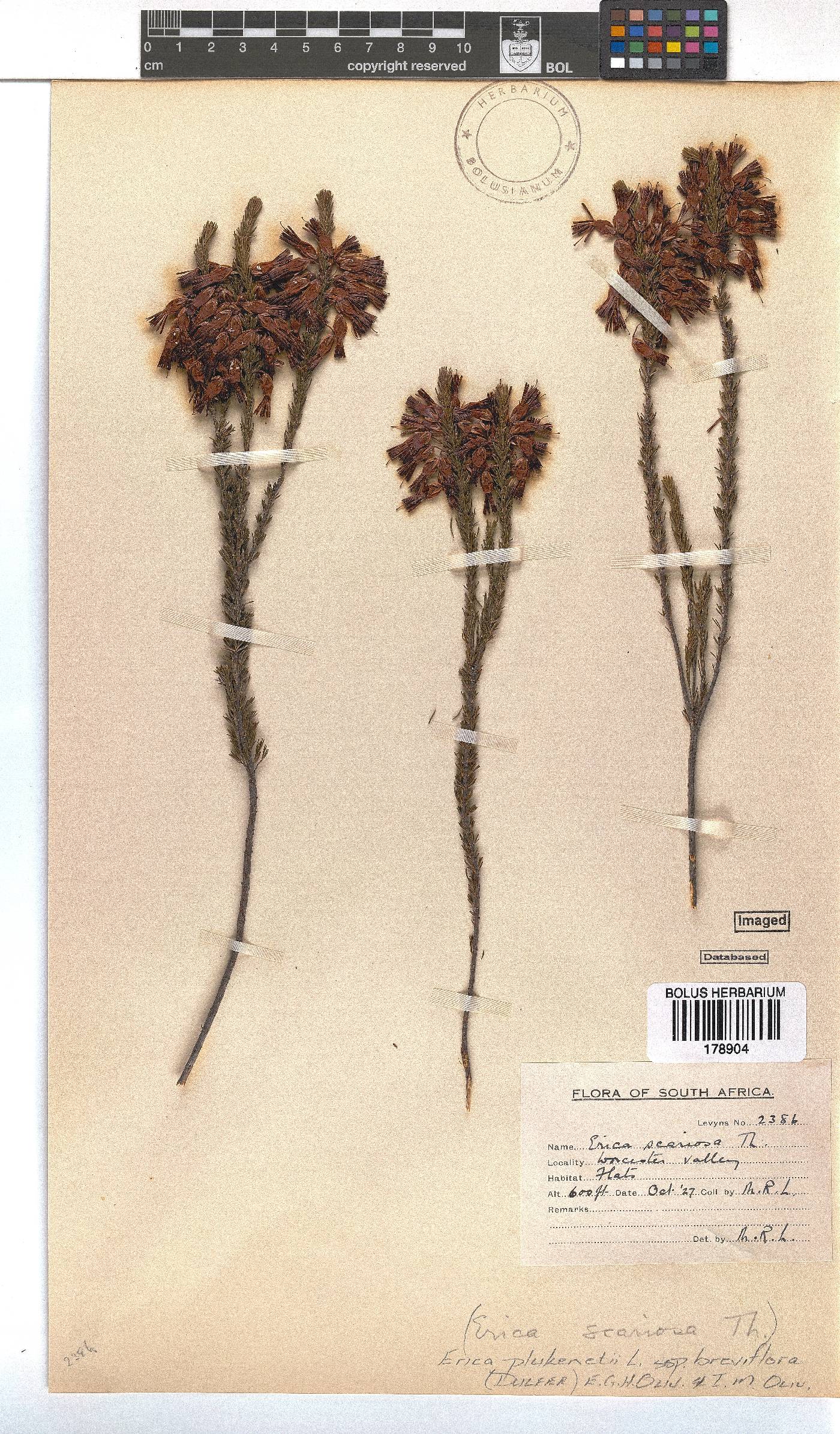 Erica plukenetii subsp. breviflora image