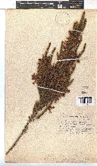 Erica plukenetii image