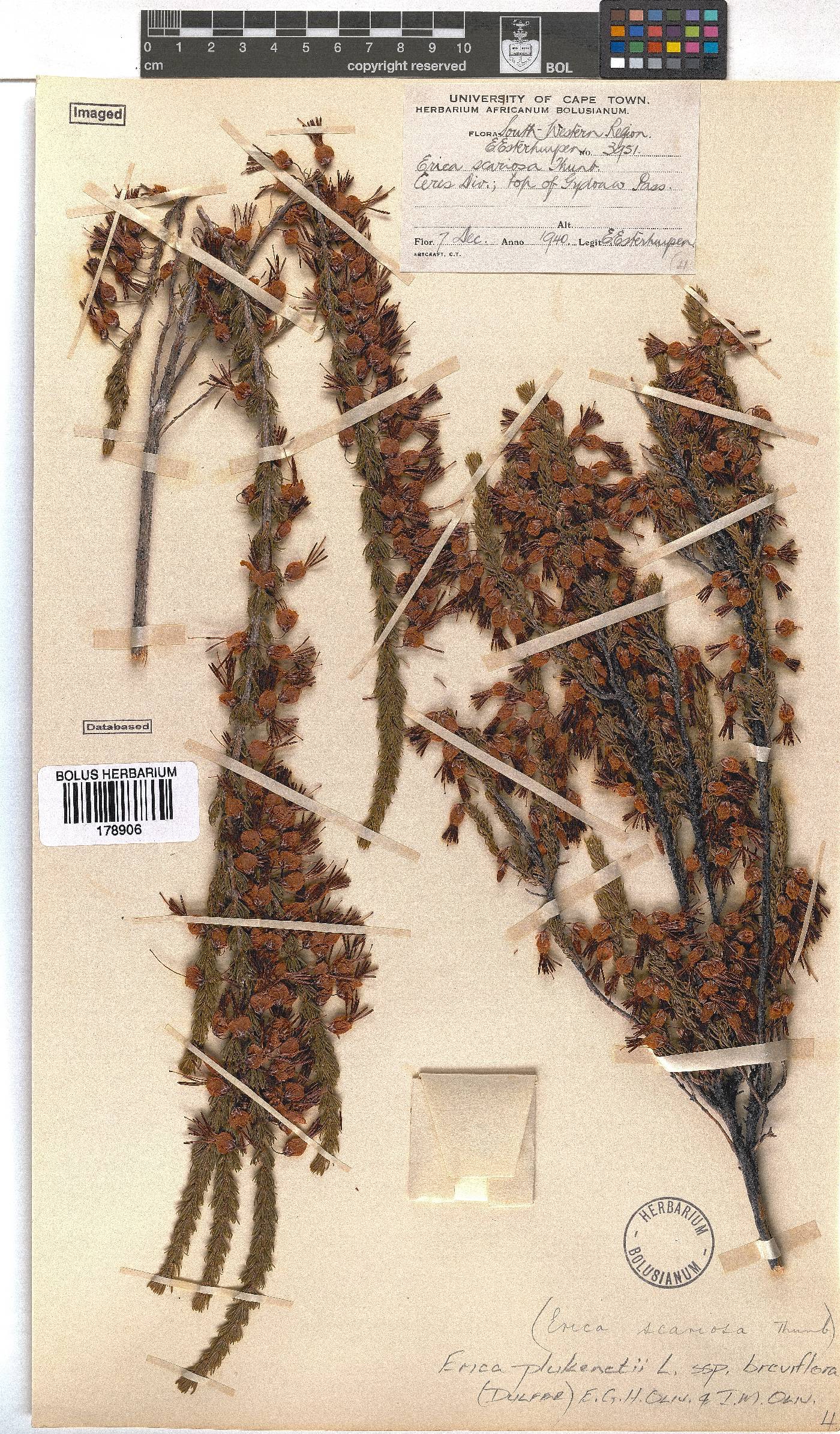 Erica plukenetii subsp. breviflora image