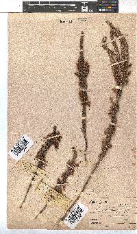 Erica plukenetii image