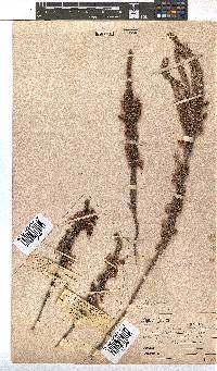 Erica plukenetii image