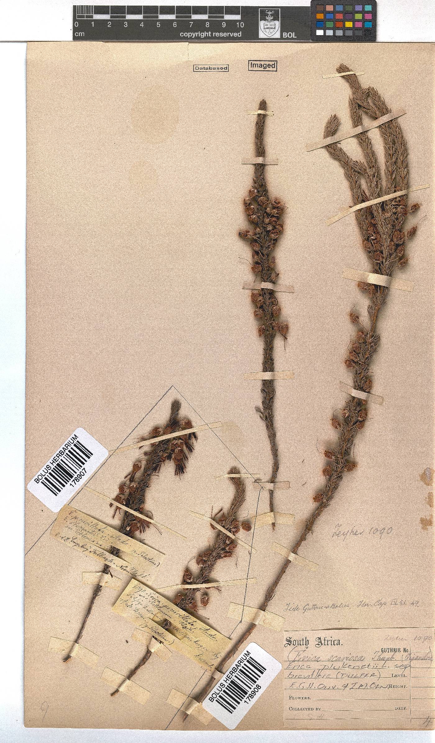 Erica plukenetii subsp. breviflora image