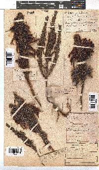 Erica plukenetii image