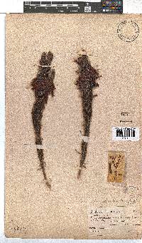 Erica plukenetii image