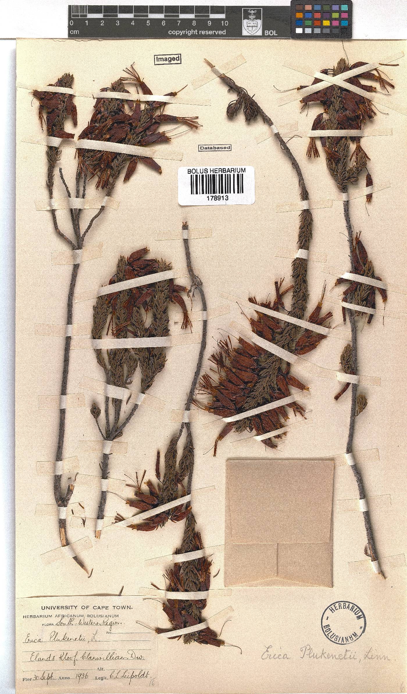 Erica plukenetii image