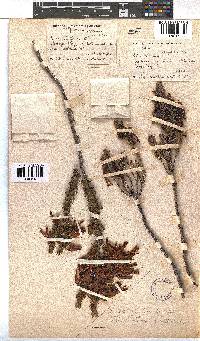 Erica plukenetii image