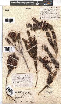 Erica plukenetii image