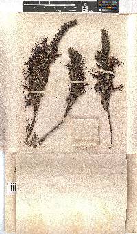 Erica plukenetii image