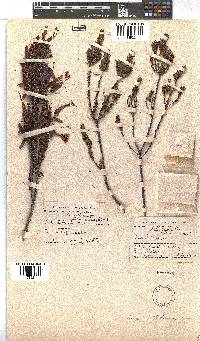 Erica plukenetii image