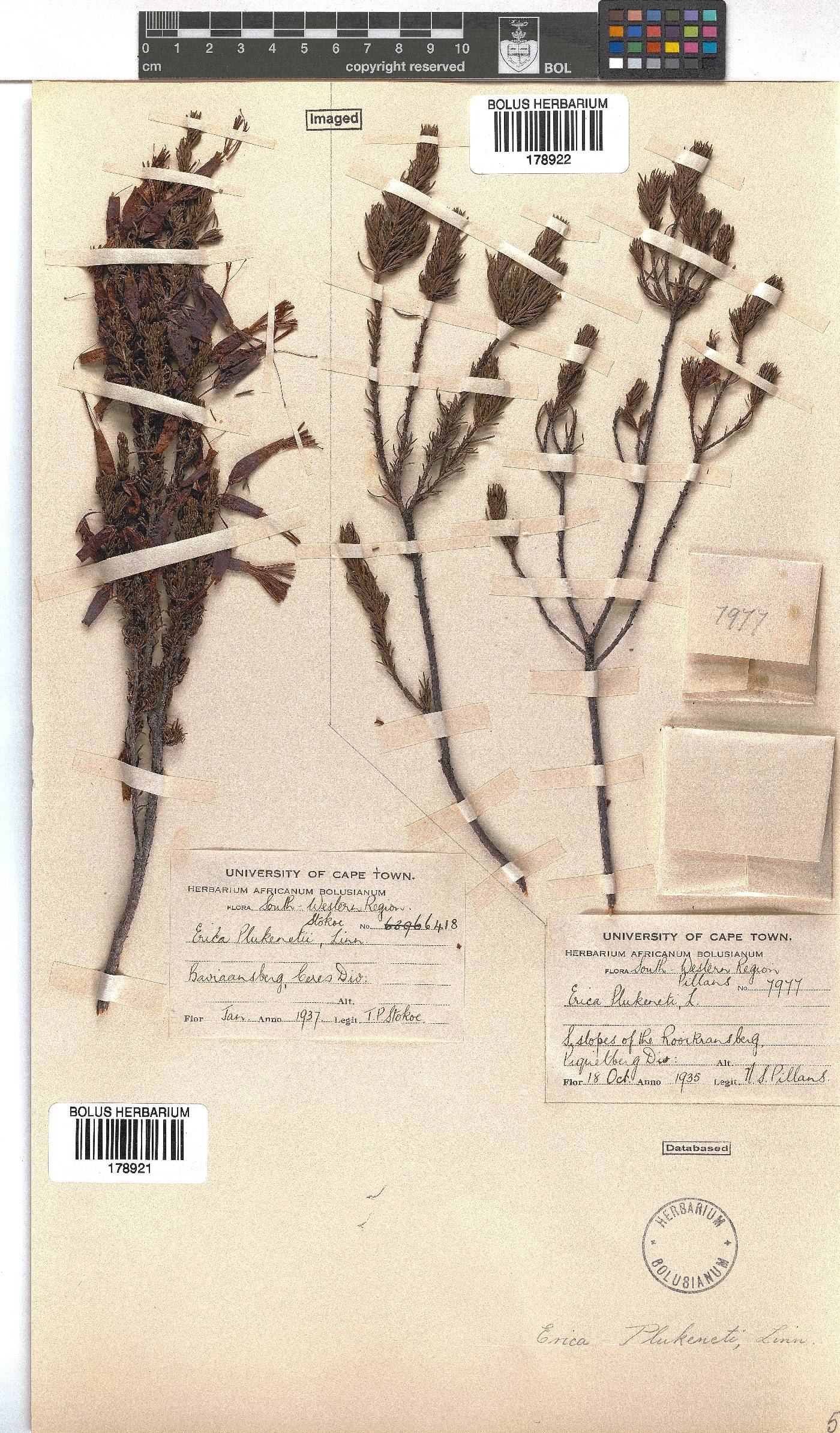 Erica plukenetii image