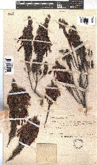 Erica plukenetii image