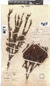 Erica plukenetii image