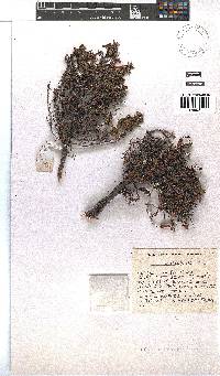 Erica plukenetii image