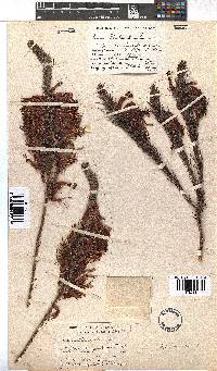 Erica plukenetii image