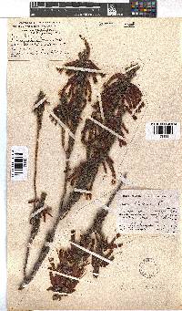 Erica plukenetii image