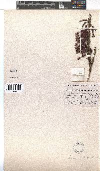 Erica plukenetii image