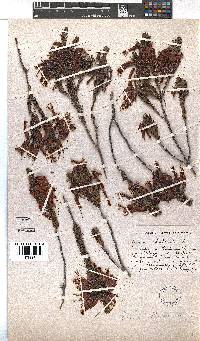 Erica plukenetii image