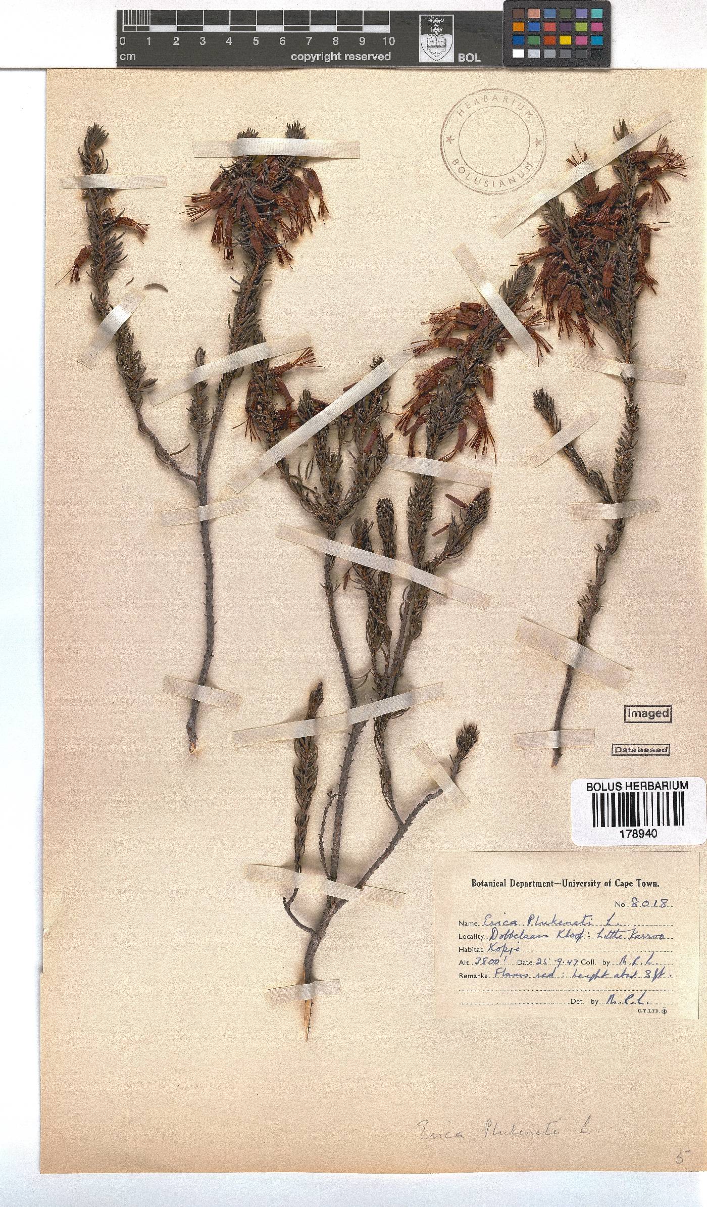 Erica plukenetii image