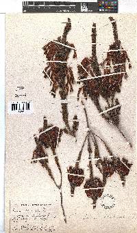 Erica plukenetii image