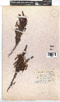 Erica plukenetii image