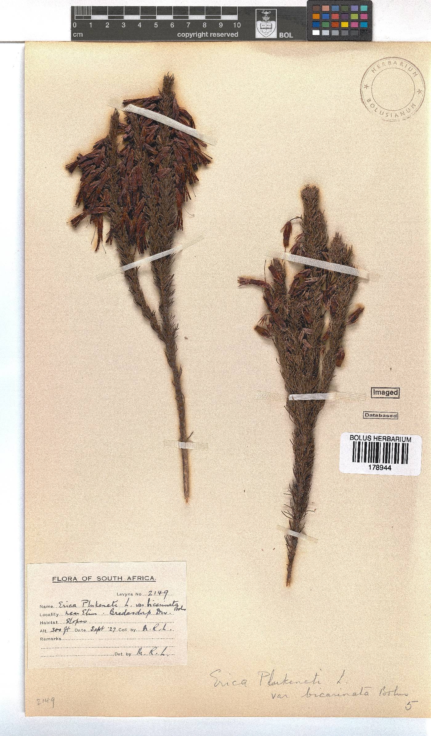 Erica plukenetii subsp. penicellata image