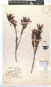 Erica plukenetii image