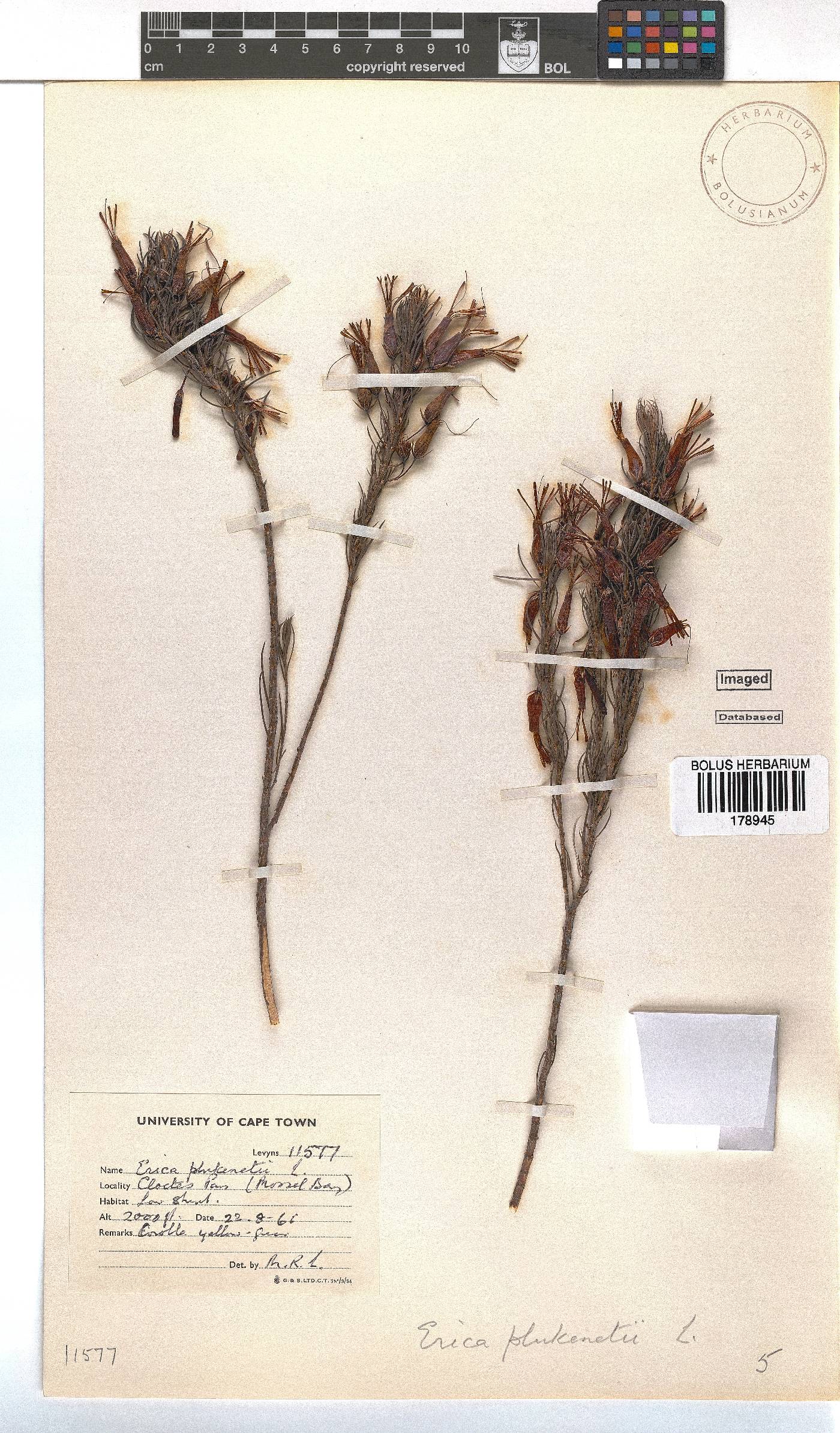 Erica plukenetii image