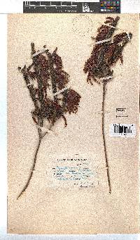 Erica plukenetii image