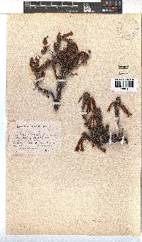 Erica plukenetii image