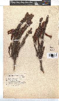 Erica plukenetii image