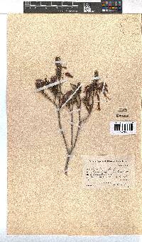 Erica plukenetii image