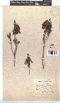 Erica plukenetii image