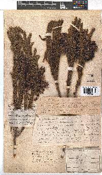 Erica plukenetii image