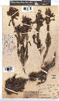 Erica plukenetii image