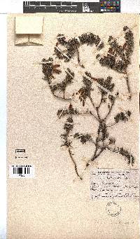 Erica plukenetii image